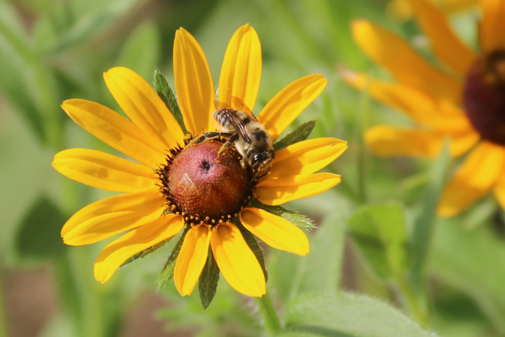 Bee Careful